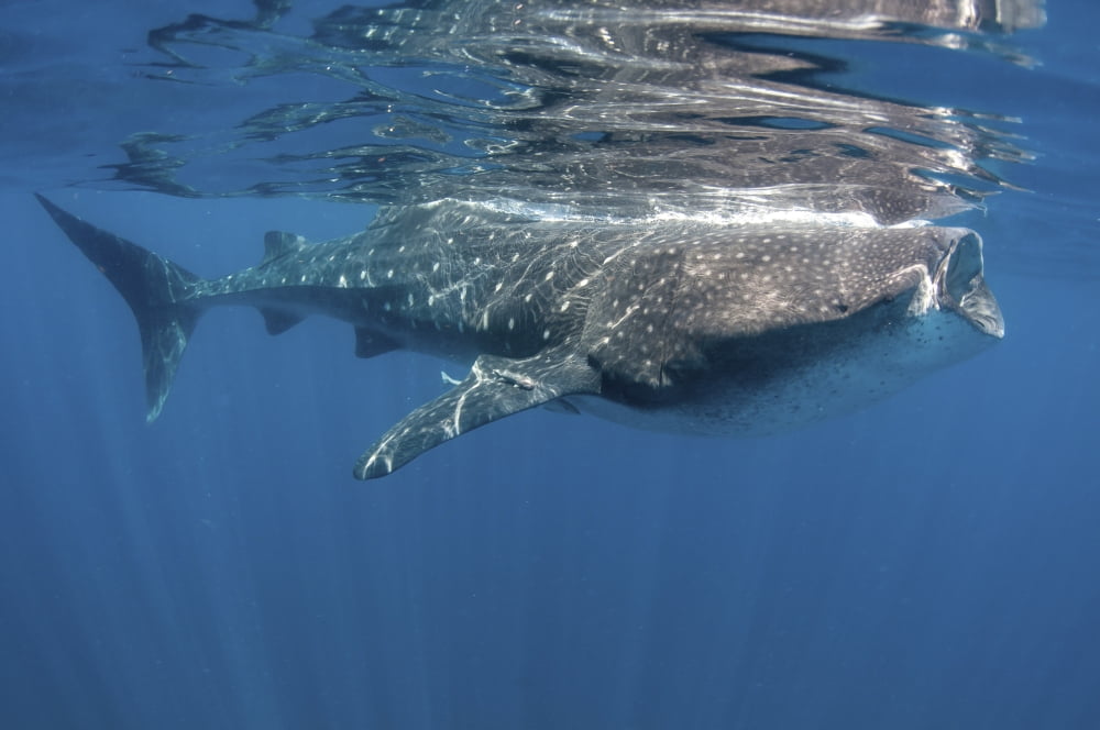 Whale Shark feeding off coast of Isla Mujeres Mexico Canvas Art - Karen DoodyStocktrek Images (18 x 12)