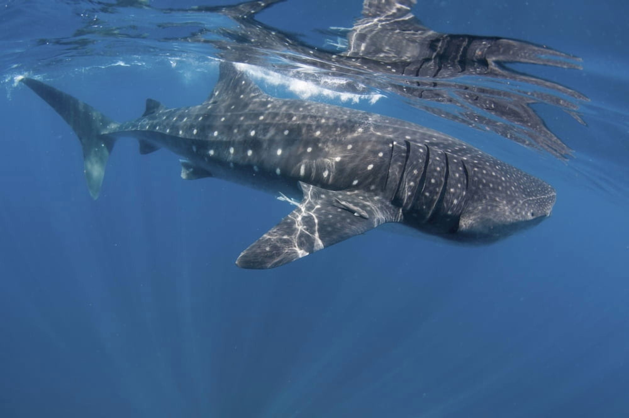 Whale Shark feeding off coast of Isla Mujeres Mexico Canvas Art - Karen DoodyStocktrek Images (35 x 23)