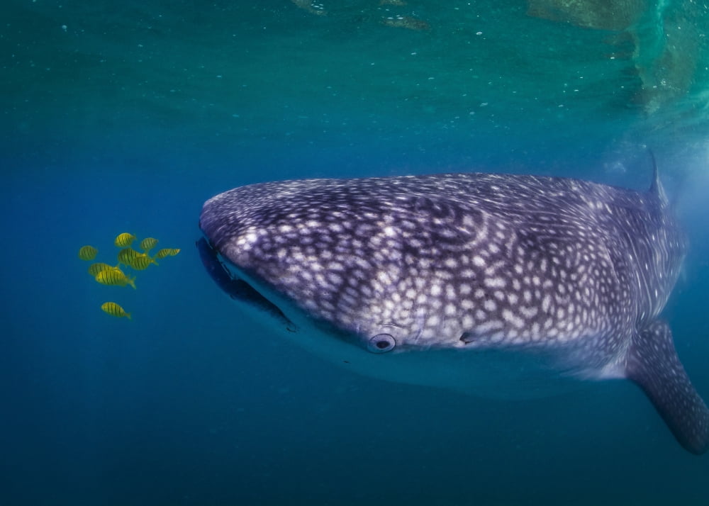 Whale Shark feeding on fish La Paz Mexico Canvas Art - Todd WinnerStocktrek Images (33 x 24)
