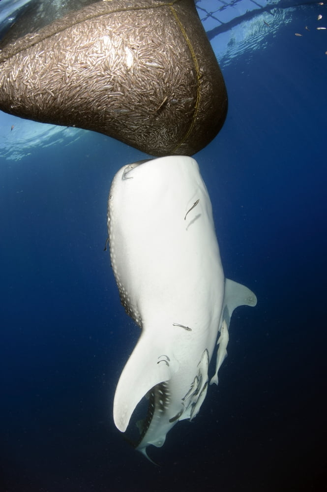 Whale Shark feeding under fishing platform West Papua Canvas Art - Steve JonesStocktrek Images (12 x 18)