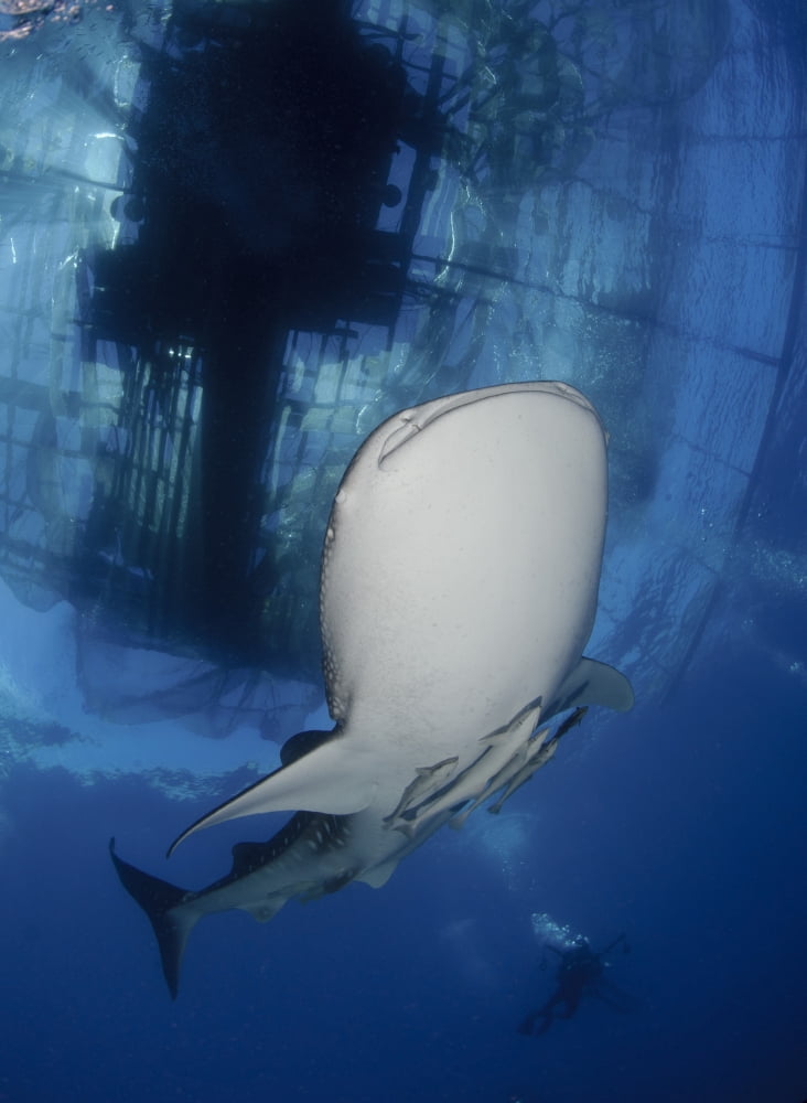 Whale Shark feeding under fishing platform West Papua Canvas Art - Steve JonesStocktrek Images (13 x 17)