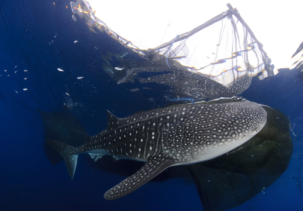 Whale Shark feeding under fishing platform West Papua Canvas Art - Steve JonesStocktrek Images (17 x 12)