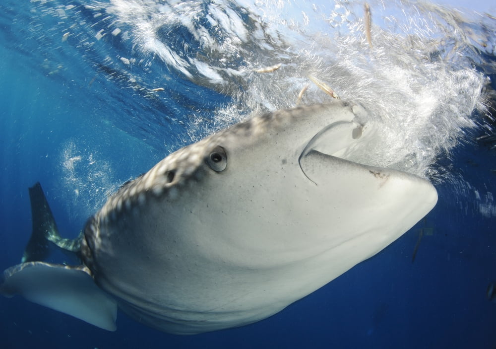 Whale Shark feeding under fishing platform West Papua Canvas Art - Steve JonesStocktrek Images (17 x 12)