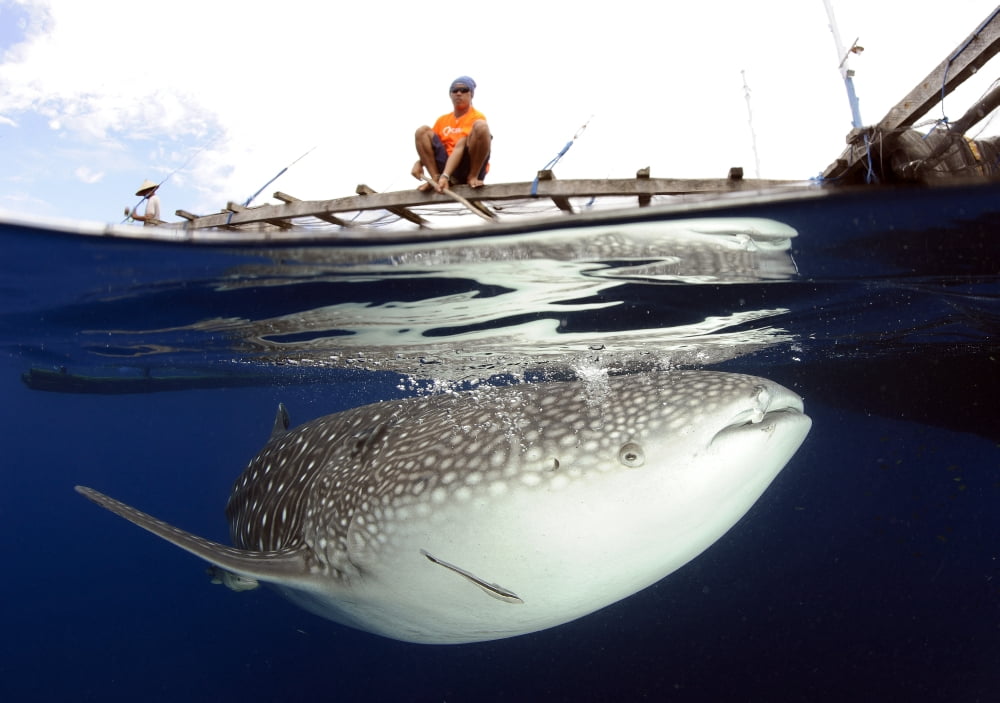 Whale Shark feeding under fishing platform West Papua Canvas Art - Steve JonesStocktrek Images (17 x 12)