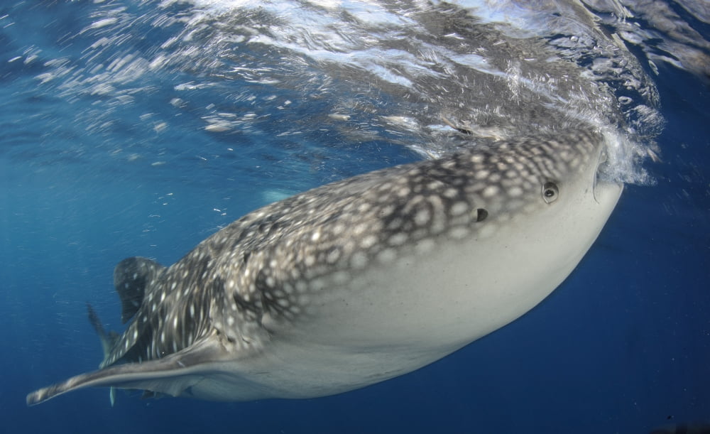 Whale Shark feeding under fishing platform West Papua Canvas Art - Steve JonesStocktrek Images (18 x 11)