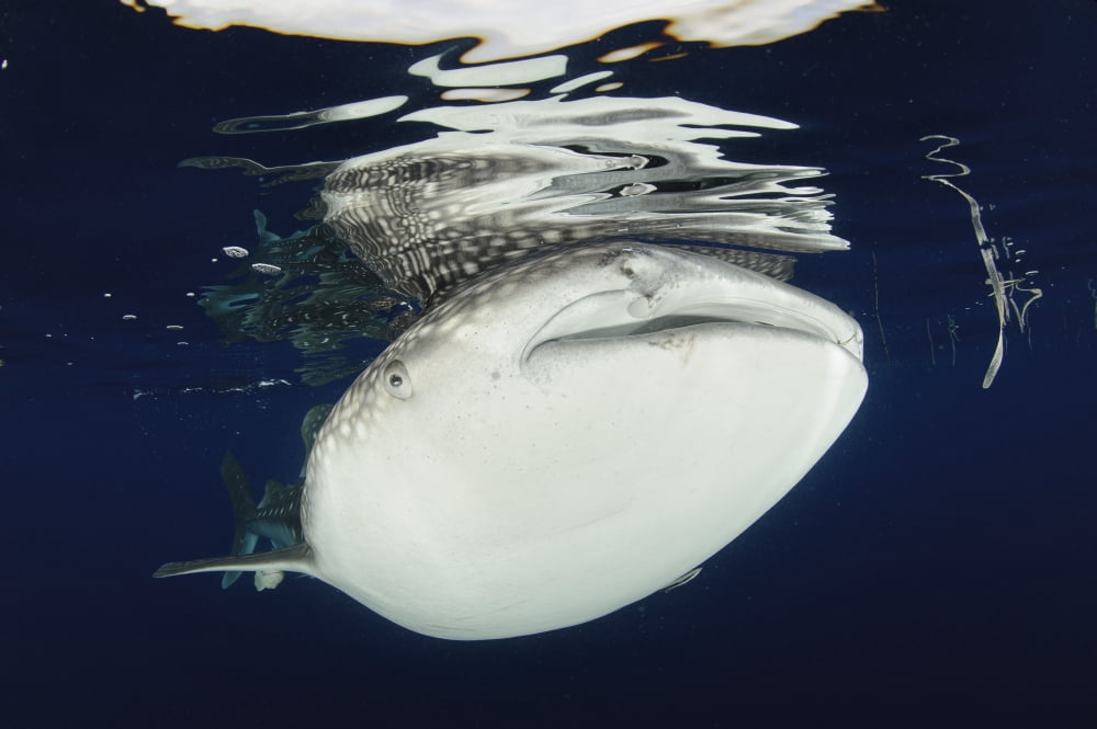 Whale Shark feeding under fishing platform West Papua Canvas Art - Steve JonesStocktrek Images (18 x 12)
