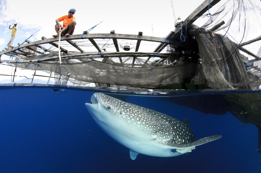 Whale Shark feeding under fishing platform West Papua Canvas Art - Steve JonesStocktrek Images (18 x 12)