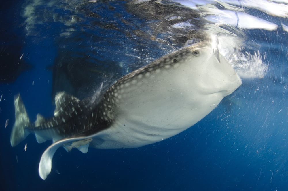 Whale Shark feeding under fishing platform West Papua Canvas Art - Steve JonesStocktrek Images (18 x 12)