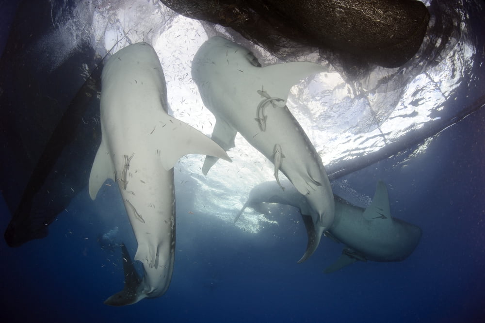 Whale Shark feeding under fishing platform West Papua Canvas Art - Steve JonesStocktrek Images (18 x 12)