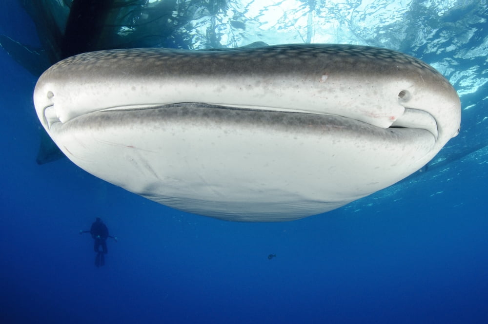Whale Shark feeding under fishing platform West Papua Canvas Art - Steve JonesStocktrek Images (18 x 12)