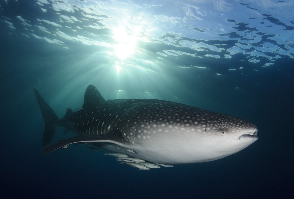 Whale Shark feeding under fishing platform West Papua Canvas Art - Steve JonesStocktrek Images (18 x 12)
