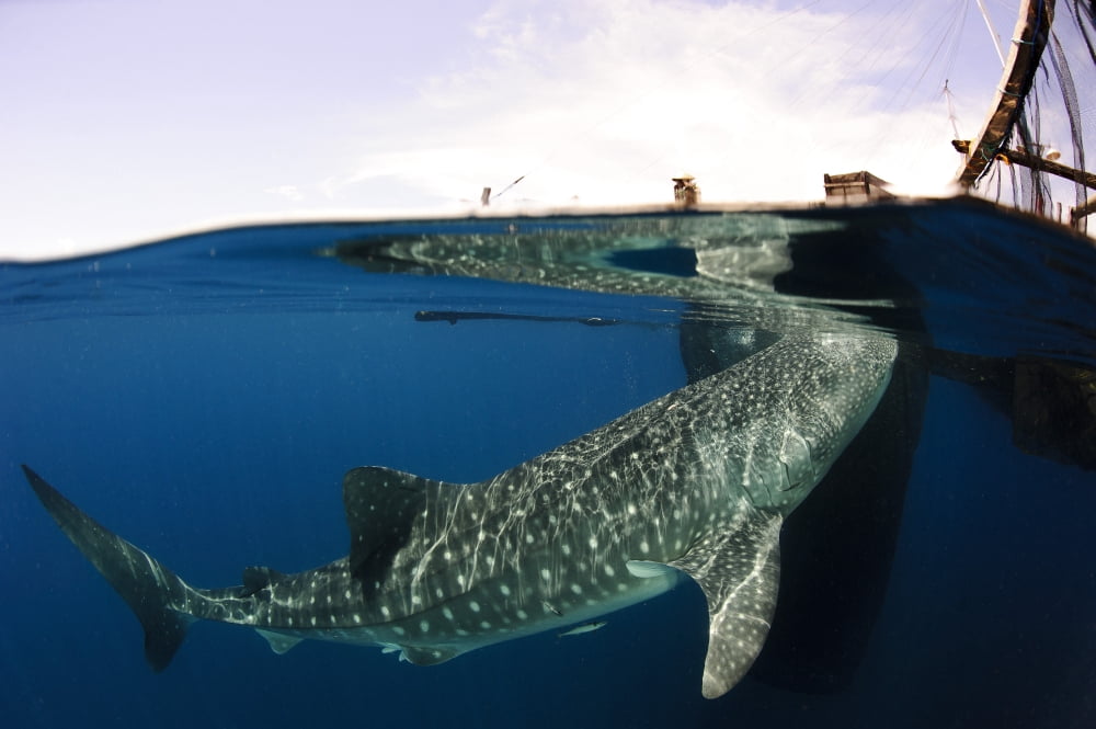 Whale Shark feeding under fishing platform West Papua Canvas Art - Steve JonesStocktrek Images (18 x 12)