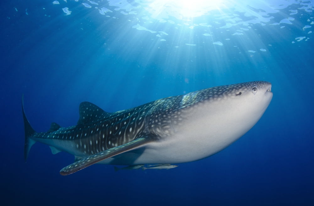 Whale Shark feeding under fishing platform West Papua Canvas Art - Steve JonesStocktrek Images (18 x 12)