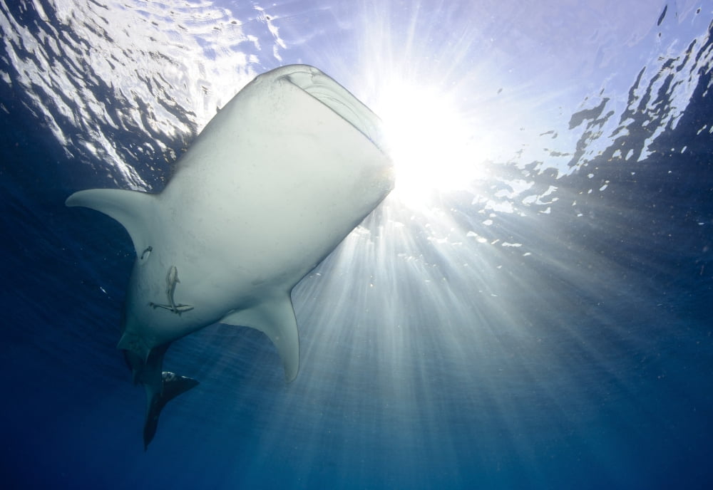 Whale Shark feeding under fishing platform West Papua Canvas Art - Steve JonesStocktrek Images (18 x 12)