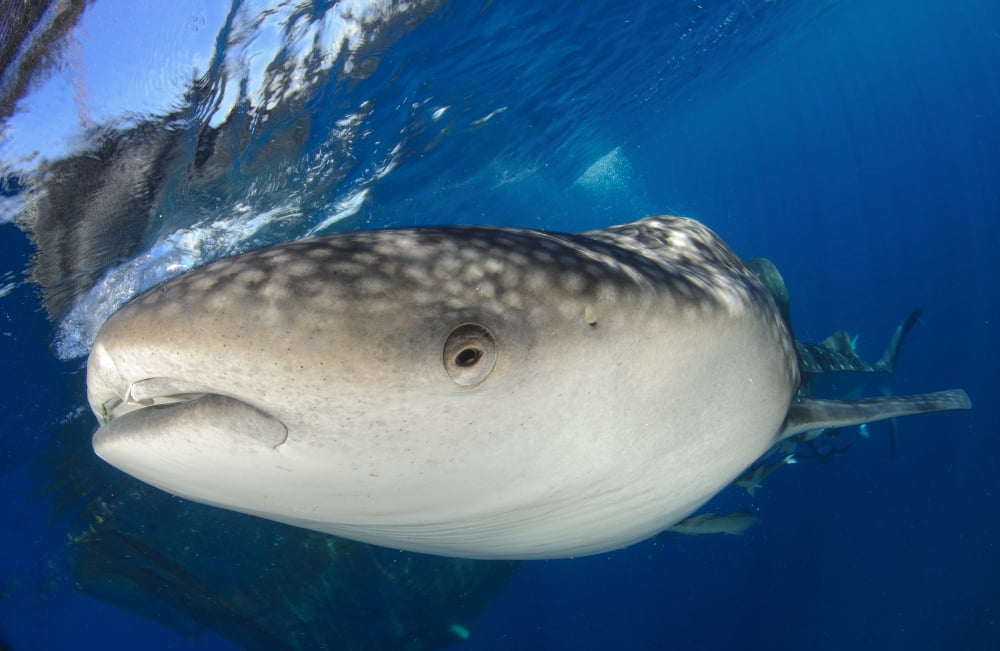 Whale Shark feeding under fishing platform West Papua Canvas Art - Steve JonesStocktrek Images (18 x 12)
