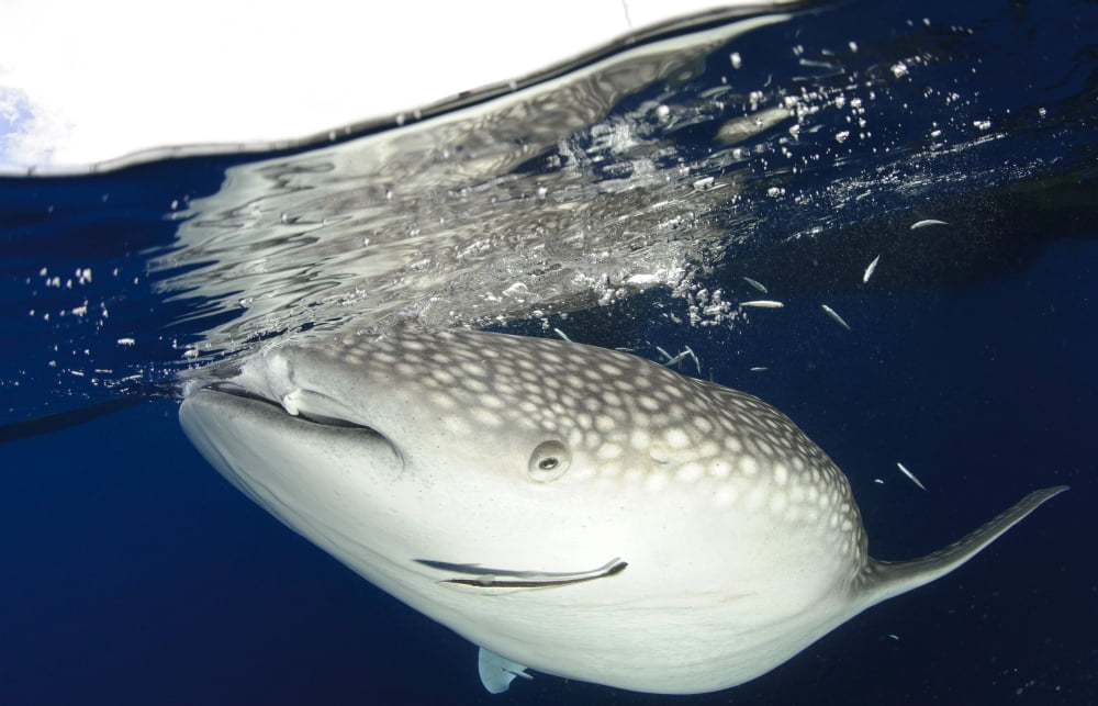 Whale Shark feeding under fishing platform West Papua Canvas Art - Steve JonesStocktrek Images (18 x 12)