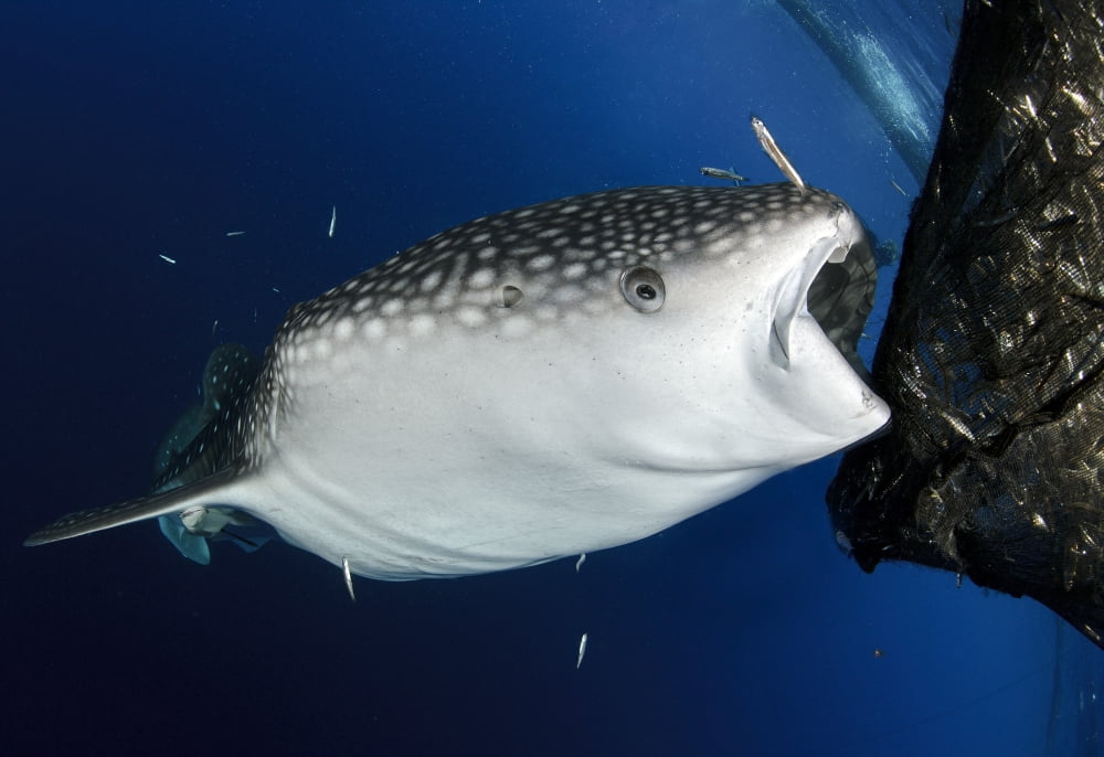 Whale Shark feeding under fishing platform West Papua Canvas Art - Steve JonesStocktrek Images (18 x 12)
