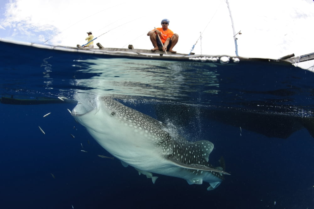 Whale Shark feeding under fishing platform West Papua Canvas Art - Steve JonesStocktrek Images (18 x 12)
