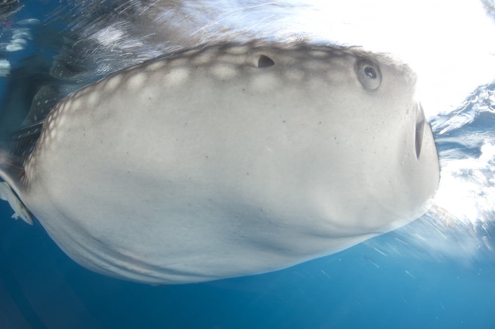 Whale Shark feeding under fishing platform West Papua Canvas Art - Steve JonesStocktrek Images (18 x 12)