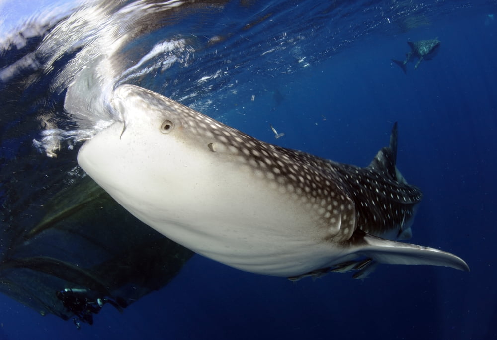 Whale Shark feeding under fishing platform West Papua Canvas Art - Steve JonesStocktrek Images (18 x 12)