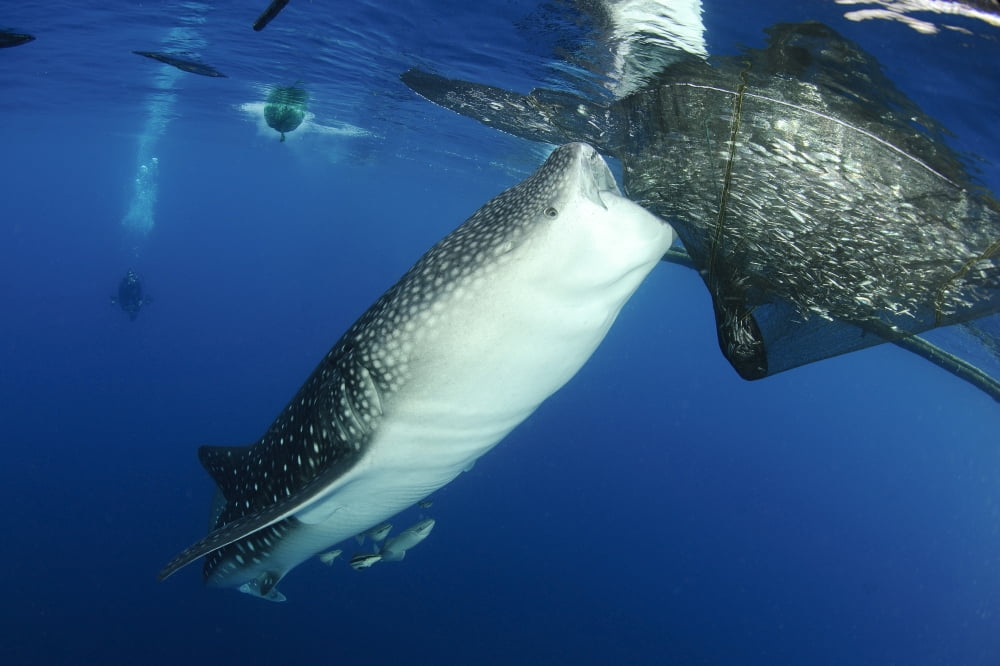 Whale Shark feeding under fishing platform West Papua Canvas Art - Steve JonesStocktrek Images (18 x 12)