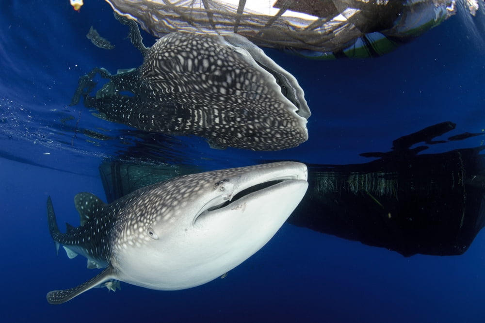 Whale Shark feeding under fishing platform West Papua Canvas Art - Steve JonesStocktrek Images (18 x 12)
