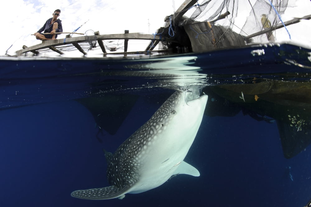 Whale Shark feeding under fishing platform West Papua Canvas Art - Steve JonesStocktrek Images (18 x 12)