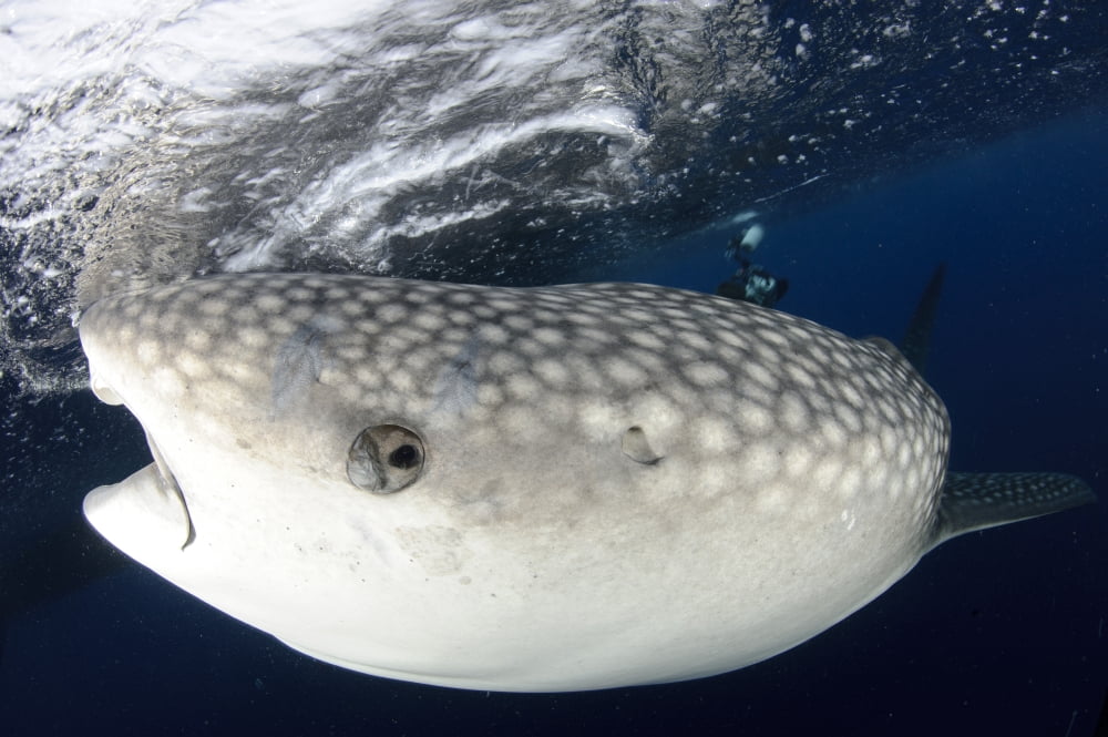 Whale Shark feeding under fishing platform West Papua Canvas Art - Steve JonesStocktrek Images (18 x 12)