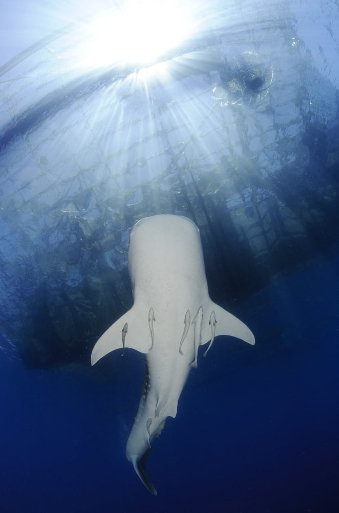 Whale Shark feeding under fishing platform West Papua Canvas Art - Steve JonesStocktrek Images (23 x 35)