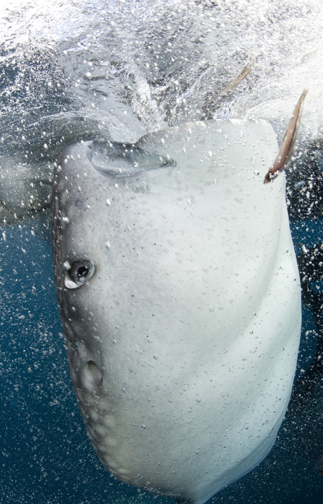 Whale Shark feeding under fishing platform West Papua Canvas Art - Steve JonesStocktrek Images (23 x 36)