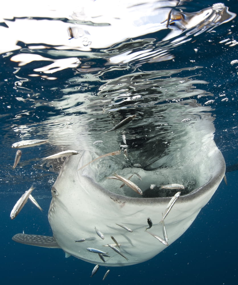Whale Shark feeding under fishing platform West Papua Canvas Art - Steve JonesStocktrek Images (26 x 31)