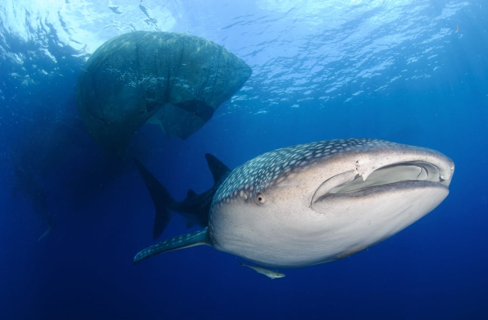 Whale Shark feeding under fishing platform West Papua Canvas Art - Steve JonesStocktrek Images (35 x 23)
