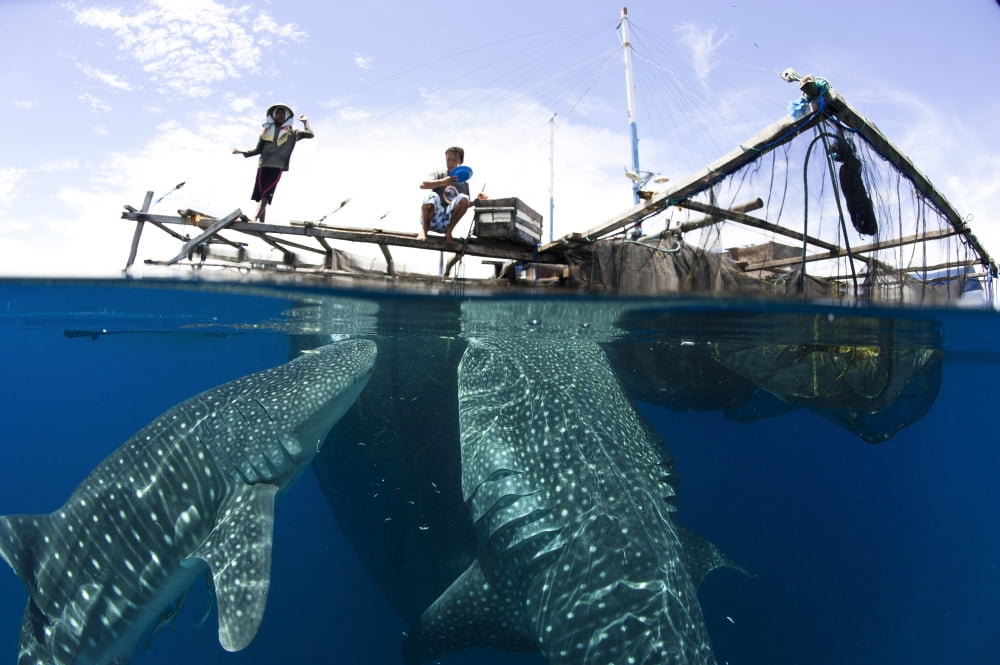 Whale Shark feeding under fishing platform West Papua Canvas Art - Steve JonesStocktrek Images (35 x 23)