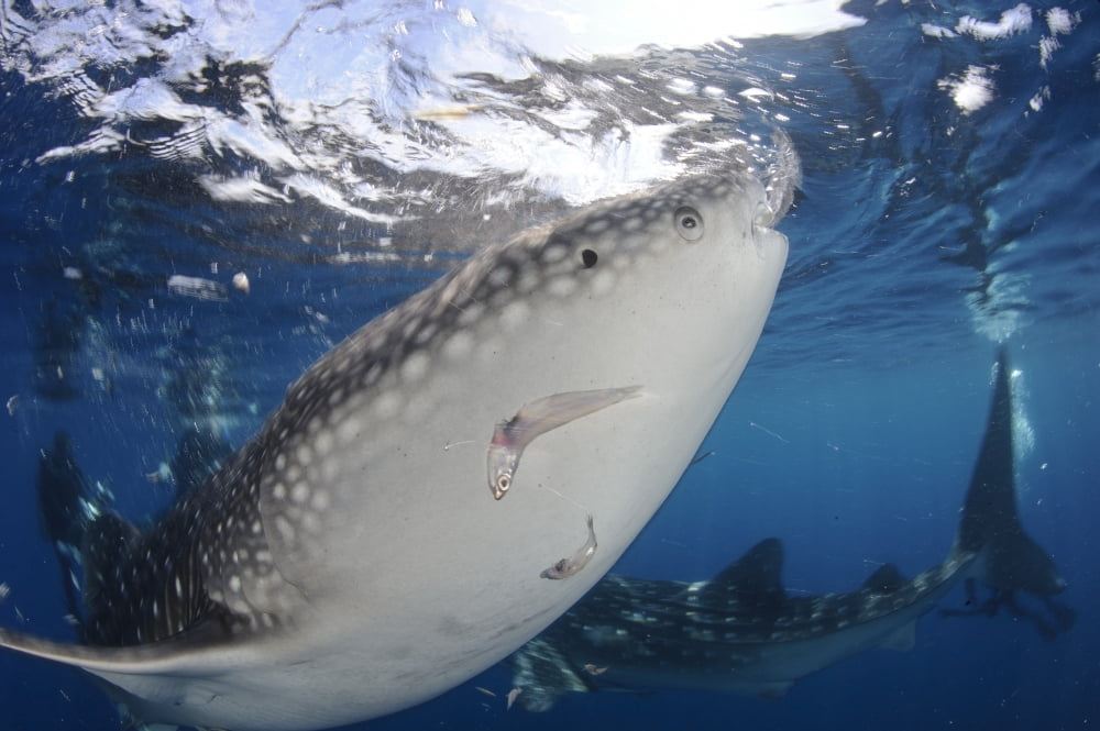 Whale Shark feeding under fishing platform West Papua Canvas Art - Steve JonesStocktrek Images (35 x 23)