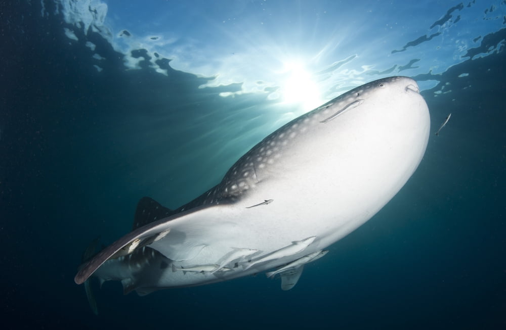 Whale Shark feeding under fishing platform West Papua Canvas Art - Steve JonesStocktrek Images (35 x 23)