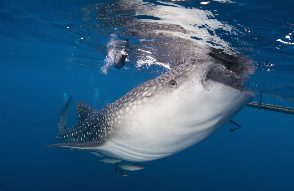 Whale Shark feeding under fishing platform West Papua Canvas Art - Steve JonesStocktrek Images (35 x 23)