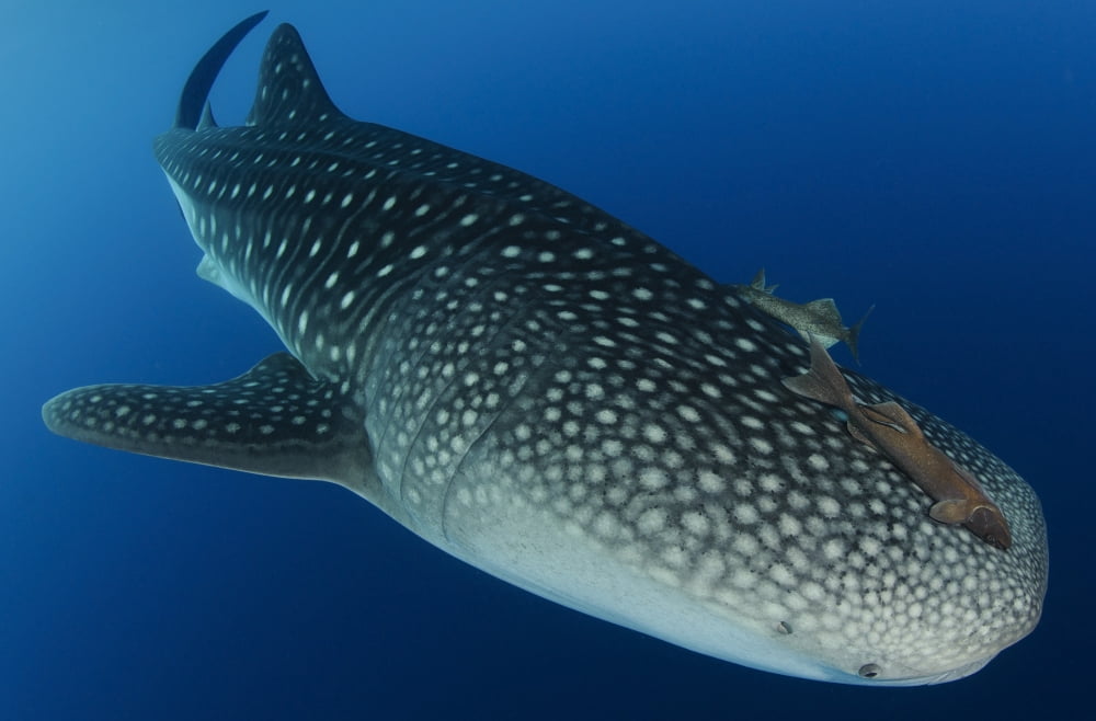 Whale Shark feeding under fishing platform West Papua Canvas Art - Steve JonesStocktrek Images (35 x 23)