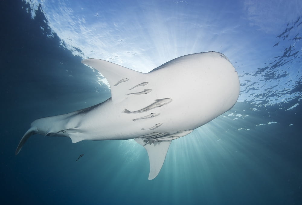Whale Shark feeding under fishing platform West Papua Canvas Art - Steve JonesStocktrek Images (35 x 24)
