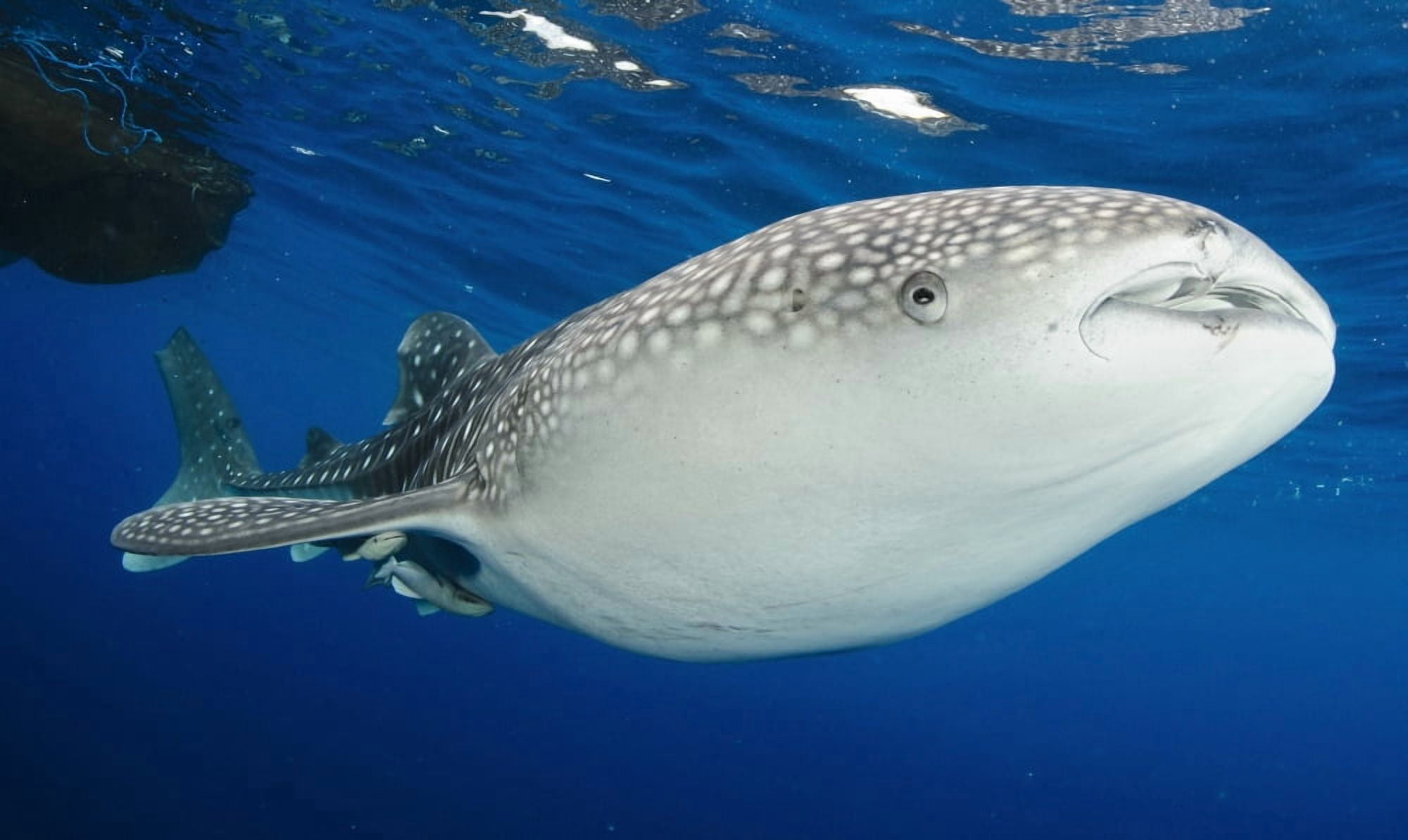 Whale Shark feeding under fishing platform West Papua Canvas Art - Steve JonesStocktrek Images (37 x 22)