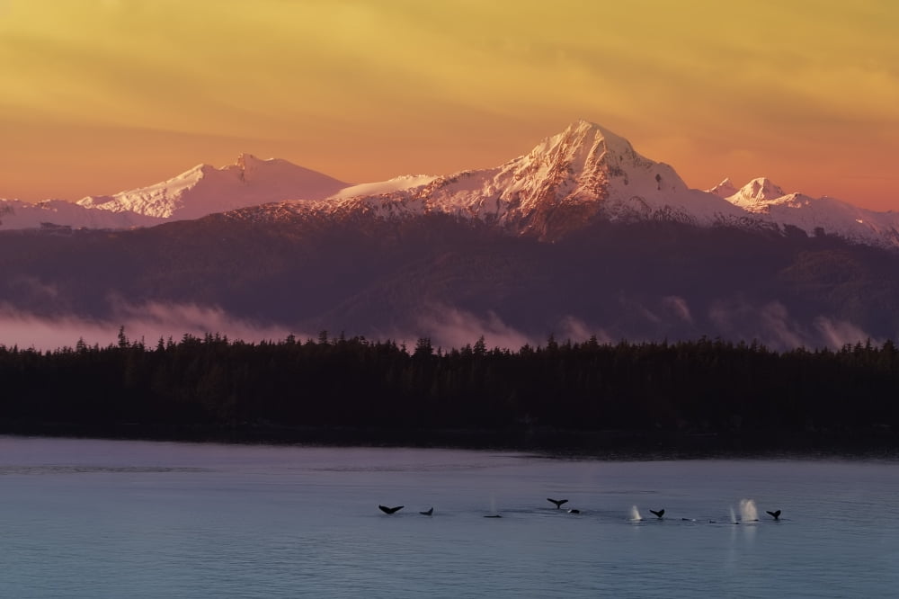 Whale Tails In Southeast Below Chilkat Mtns Digital Composite Canvas Art - John Hyde  Design Pics (17 x 11)