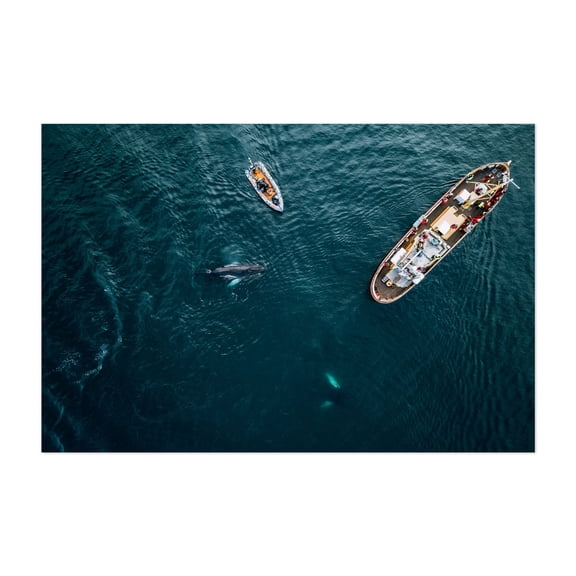 Whale Watchers - Iceland Photography Boat Ocean Seascape Wildlife Nautical Water Unframed Wall Art Print 16 x 24 inches
