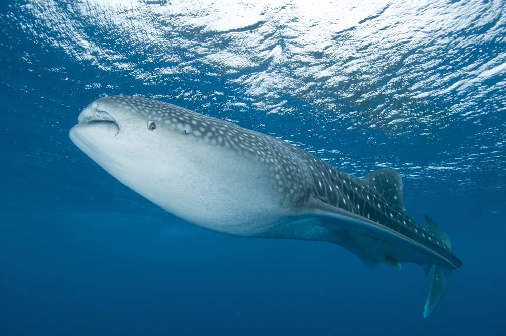 Whale shark Ari and Male Atoll Maldives Canvas Art - Mathieu MeurStocktrek Images (35 x 23)