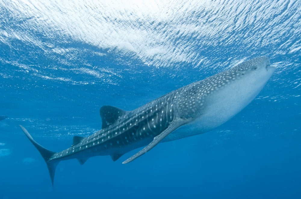 Whale shark Ari and Male Atoll Maldives Canvas Art - Mathieu MeurStocktrek Images (35 x 23)