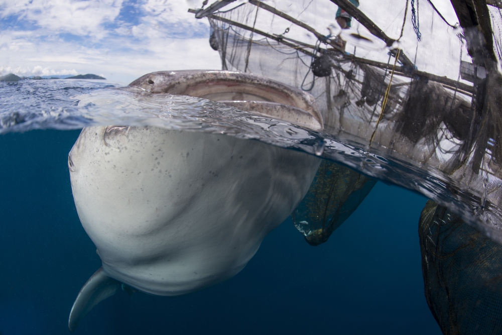Whale shark breaching the surface Cenderawasih Bay Indonesia Canvas Art - Mathieu MeurStocktrek Images (17 x 12)