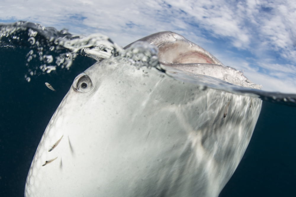 Whale shark breaching the surface Cenderawasih Bay Indonesia Canvas Art - Mathieu MeurStocktrek Images (34 x 23)