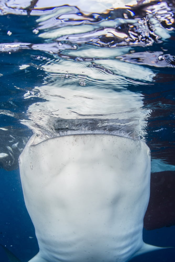 Whale shark breaching the surface while gulping water Canvas Art - Mathieu MeurStocktrek Images (12 x 17)