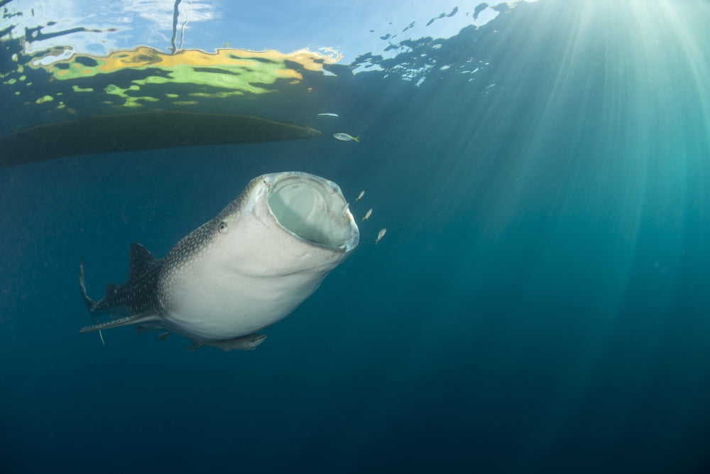 Whale shark coming up from the depths under the boat with mouth wide open Canvas Art - Mathieu MeurStocktrek Images (17 x 12)