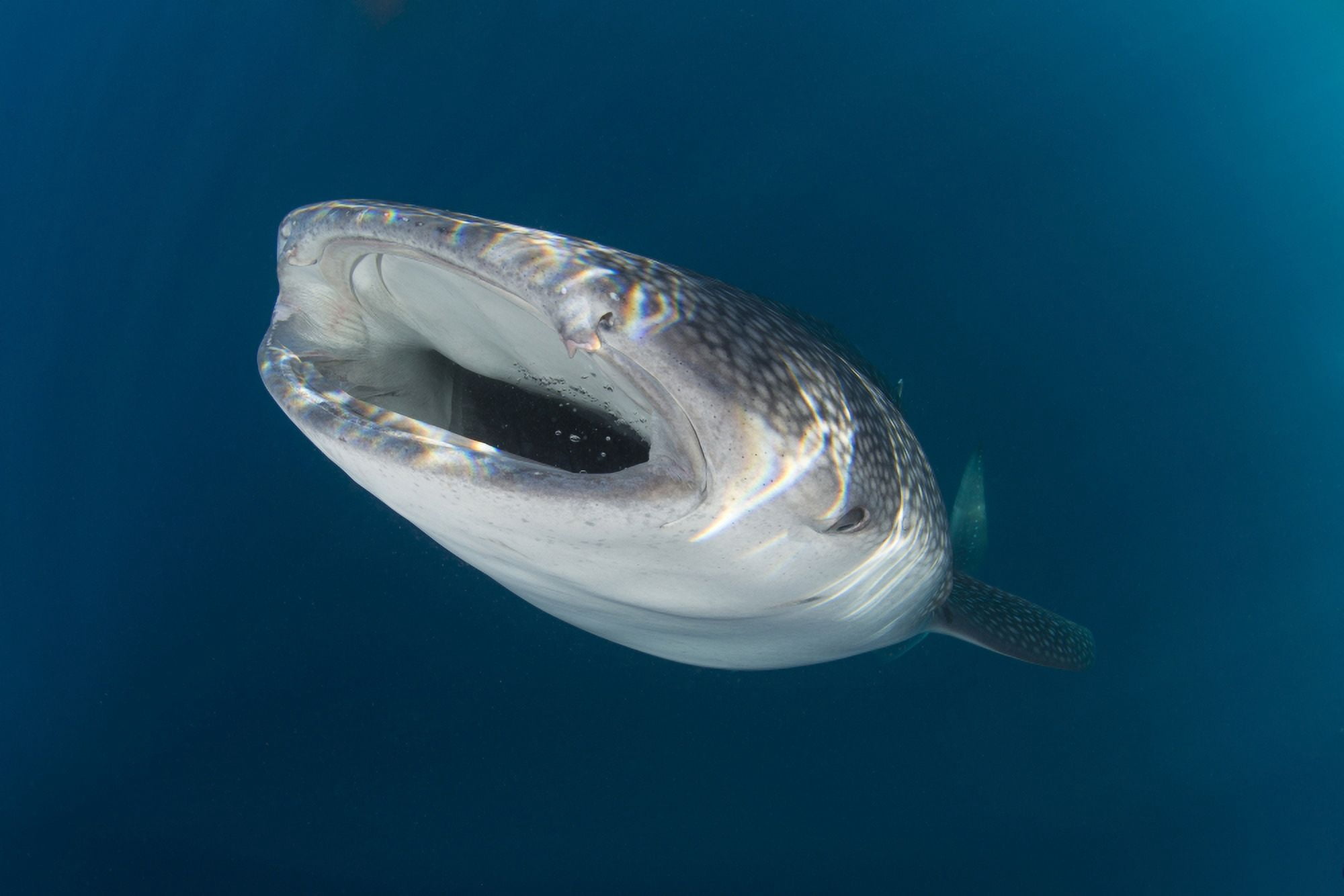 Whale shark coming up from the depths with mouth wide open Canvas Art - Mathieu MeurStocktrek Images (17 x 12)