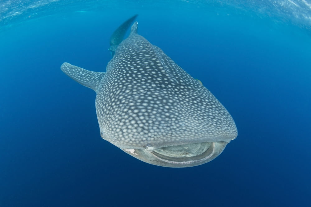 Whale shark descending to the depths with mouth wide open Canvas Art - Mathieu MeurStocktrek Images (34 x 23)