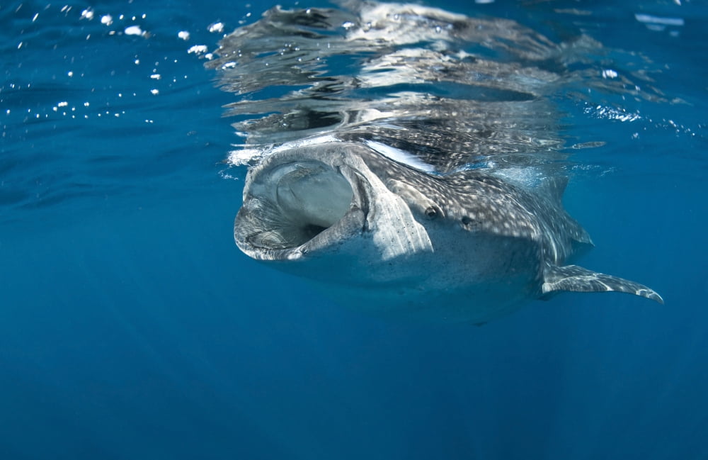 Whale shark feeding off coast of Isla Mujeres Mexico Canvas Art - Karen DoodyStocktrek Images (18 x 12)